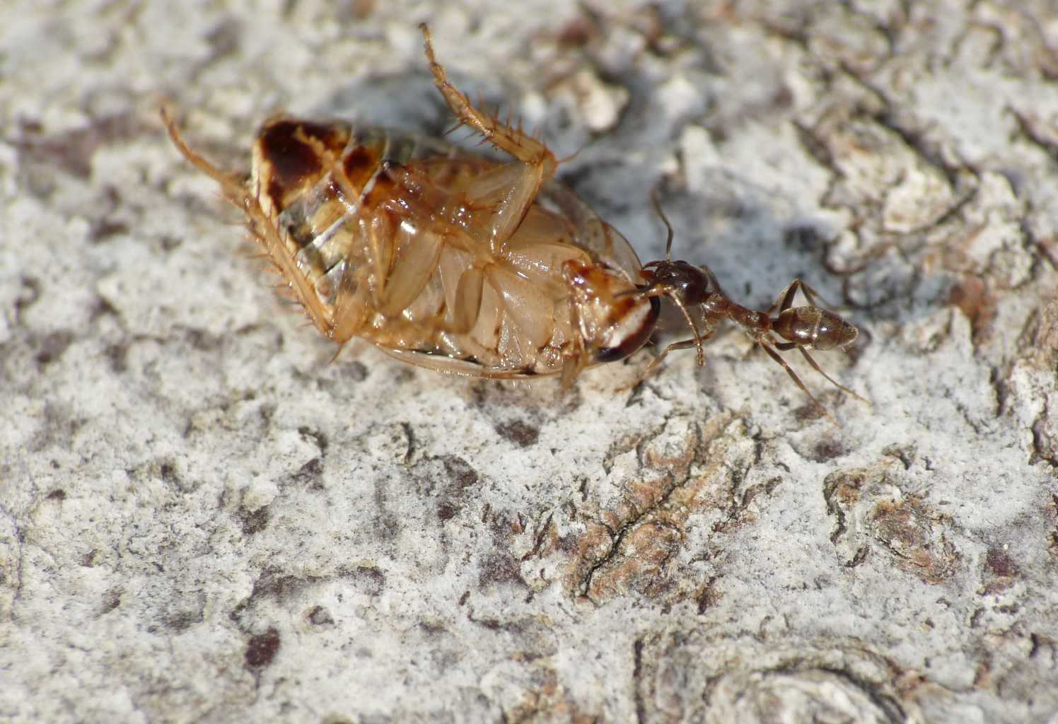 Formica cfr cunicularia: carico di dimensione 